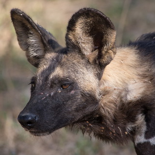 South Luangwa - Close-up wild dog